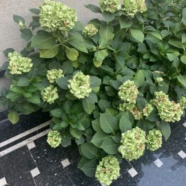 Hydrangea and climbing roses – what fertilizers can I apply? ARM EN Community