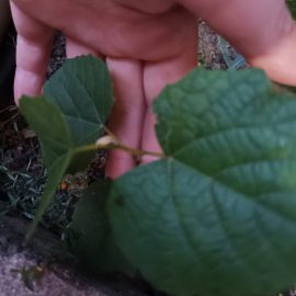 Identification of species – linden tree or hazel ARM EN Community