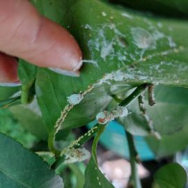 Lemon tree – scale insects attack ARM EN Community