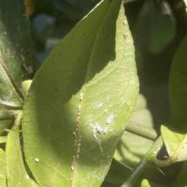 Lemon tree – scale insects attack ARM EN Community