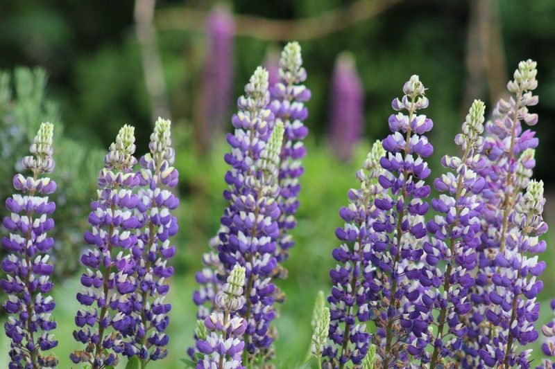 lupine-cultivation-technology