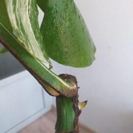 Monstera Albo – how can I plant the cutting? ARM EN Community
