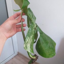 Monstera Albo – how can I plant the cutting? ARM EN Community