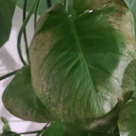 Monstera – brown leaves appear ARM EN Community
