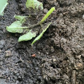 Pests in tomato soil ARM EN Community