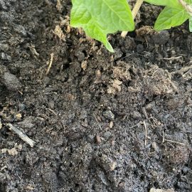 Pests in tomato soil ARM EN Community