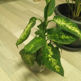 recently purchase plants – symptoms of withering ARM EN Community