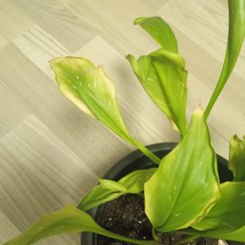 recently purchase plants – symptoms of withering ARM EN Community