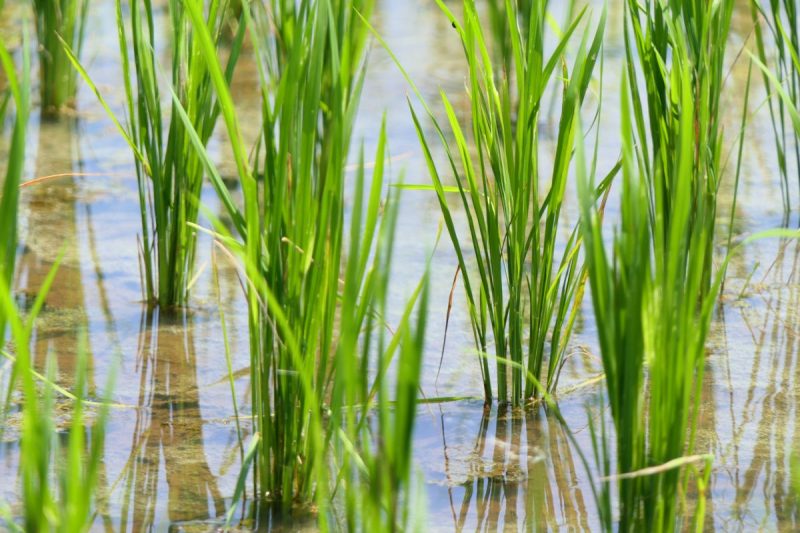 rice-irrigation-water-layer