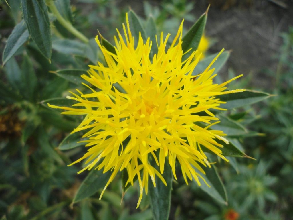 safflower-cultivation-care