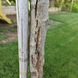 Silk tree with cracked bark ARM EN Community