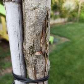 Silk tree with cracked bark ARM EN Community