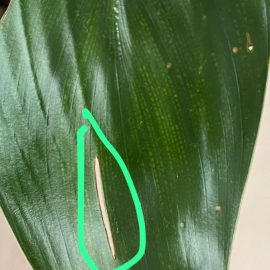Strelizia – thrips and marks on leaves ARM EN Community