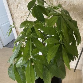 Why are my pachira leaves curling? ARM EN Community