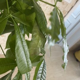 Why are my pachira leaves curling? ARM EN Community