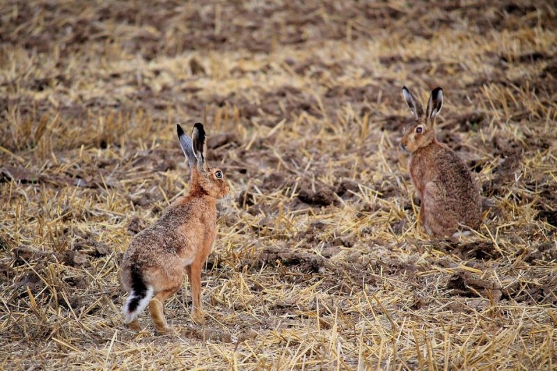 wild-rabbits-field