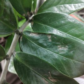 Zamioculcas and palm – spots on the leaves ARM EN Community