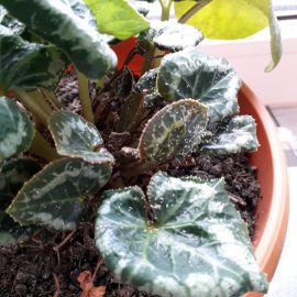 indoor plants – what are the little white dots on leaves? ARM EN Community