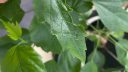 Shoeblackplant – holes in leaves ARM EN Community