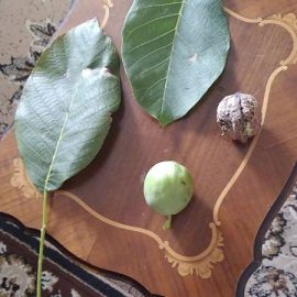 Walnut tree – walnuts rot and fall off ARM EN Community