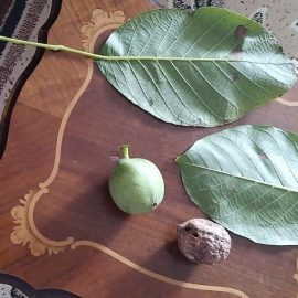 Walnut tree – walnuts rot and fall off ARM EN Community