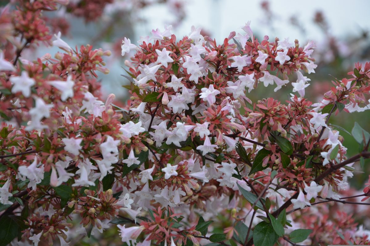 Abelia, planting guide and care work