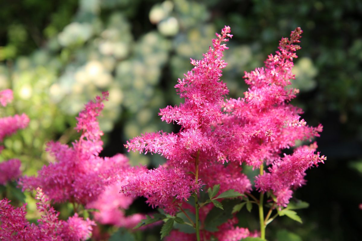 Astilbe, planting guide and care work