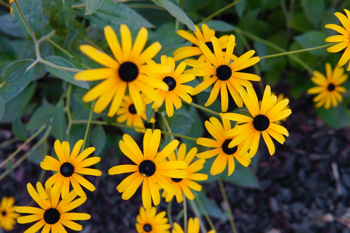 Black-eyed Susan, planting guide and care work
