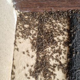 Bugs infestation – Beosus maritimus ARM EN Community