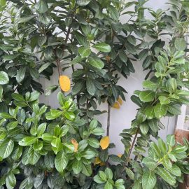 Cherry laurel – yellow leaves ARM EN Community