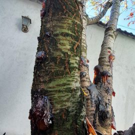Cherry – sticky substance on branches and trunk ARM EN Community