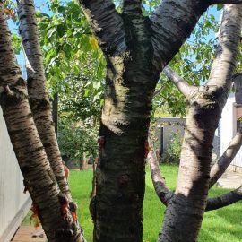 Cherry – sticky substance on branches and trunk ARM EN Community