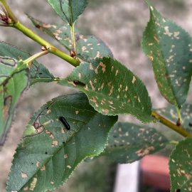 Cherry tree – treatments against pear slug ARM EN Community