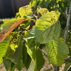 Cherry tree – treatments against pear slug ARM EN Community