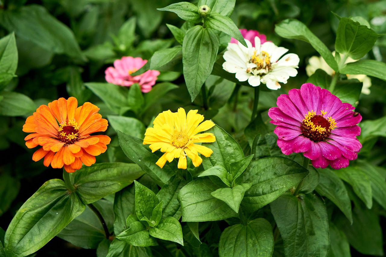 Common zinnia, planting guide and care work