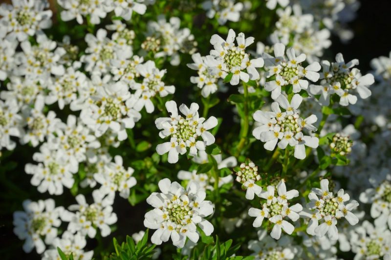 evergreen-candytuft-information-advice-care