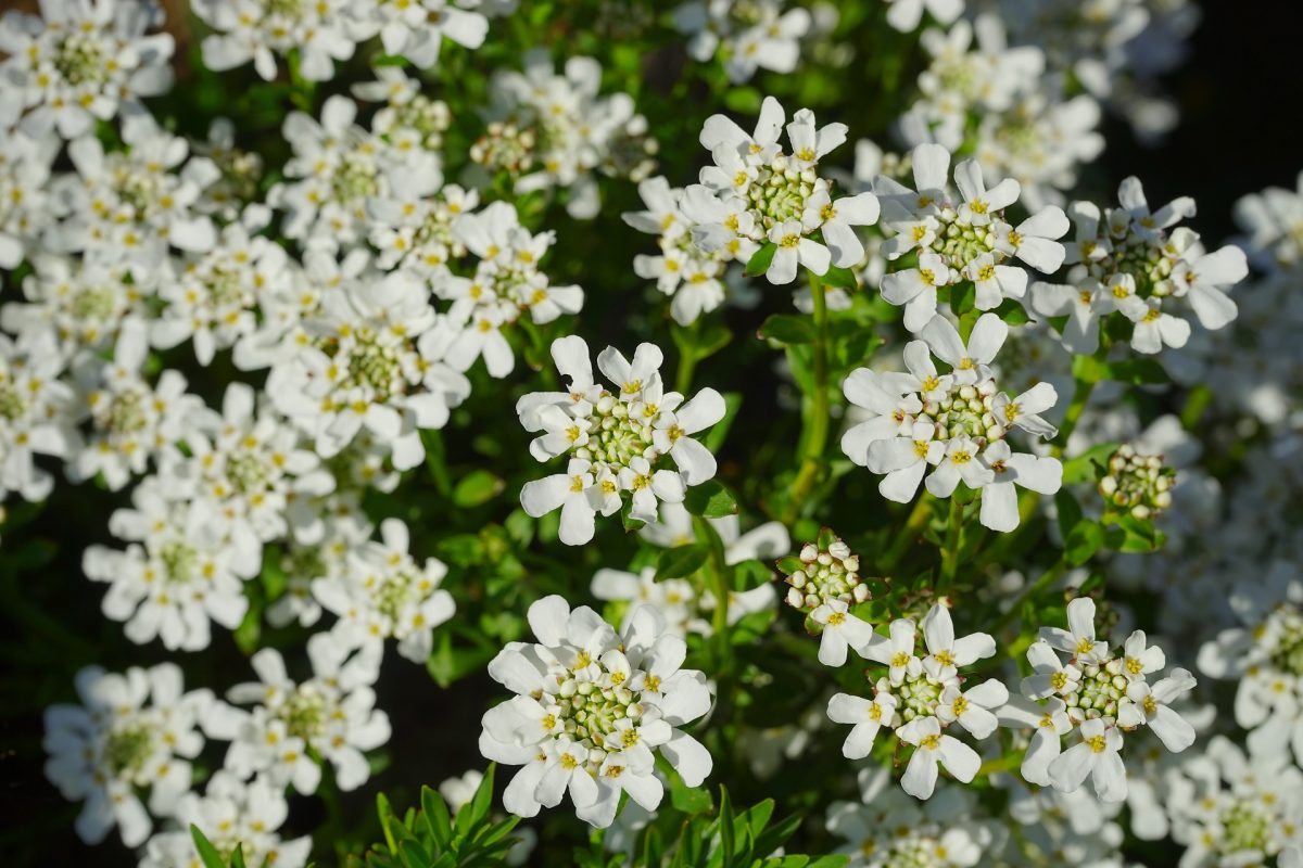 Evergreen candytuft, planting guide and care work