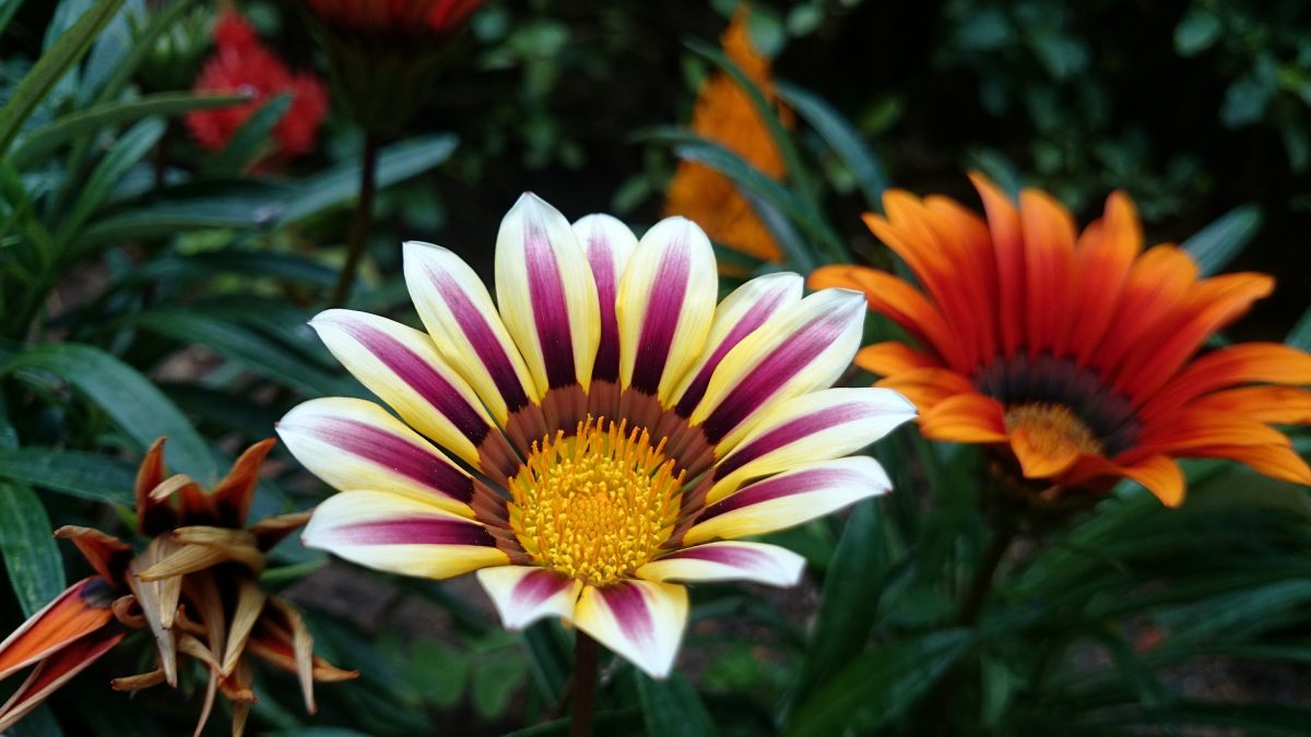 Gazania, planting guide and care work
