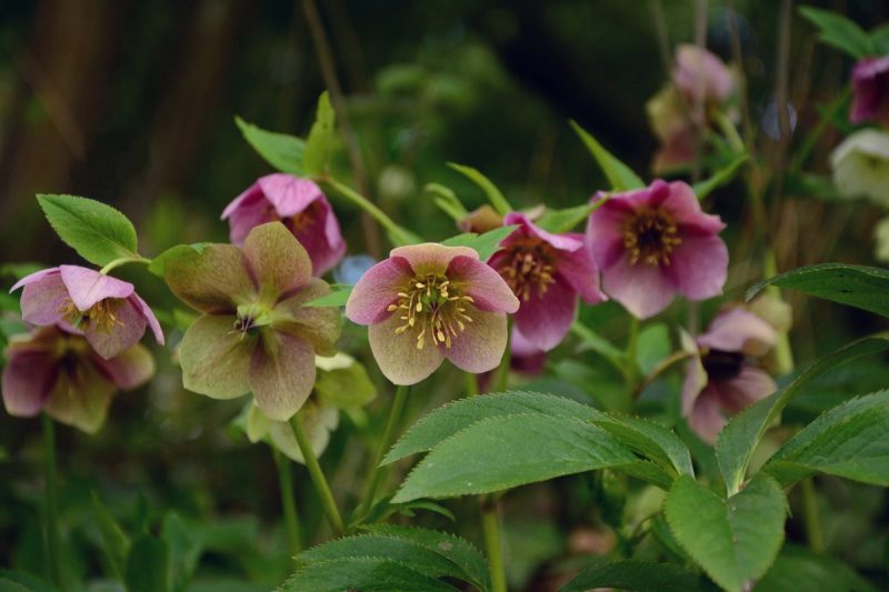 hellebore-information-advice-care