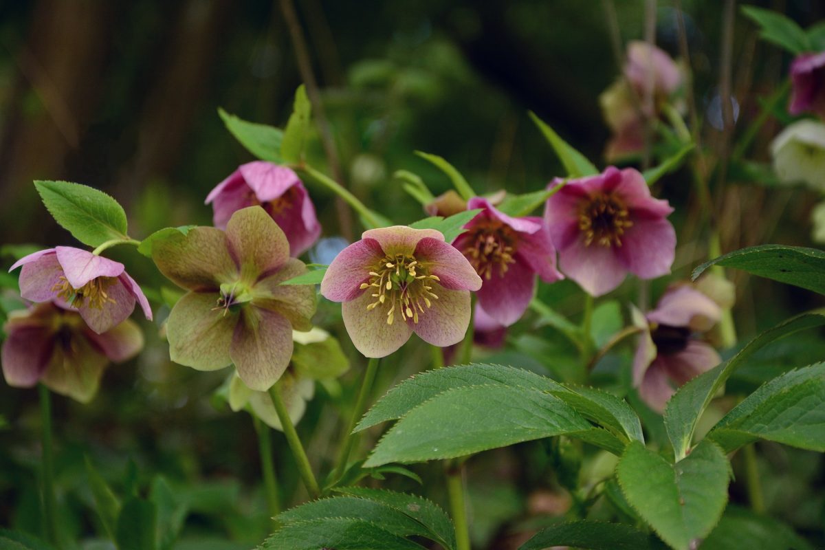 Hellebore, planting guide and care work