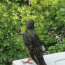 How can I get rid of common starling? ARM EN Community