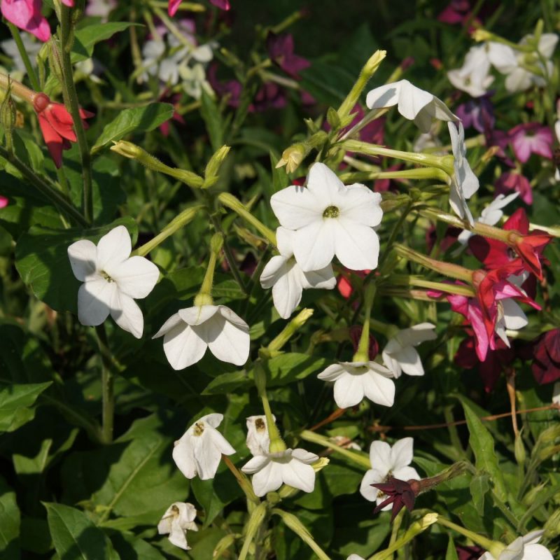 Jasmine tobacco (Nicotiana alata), planting guide and care work
