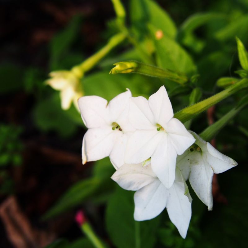 jasmine-tobacco-blooming
