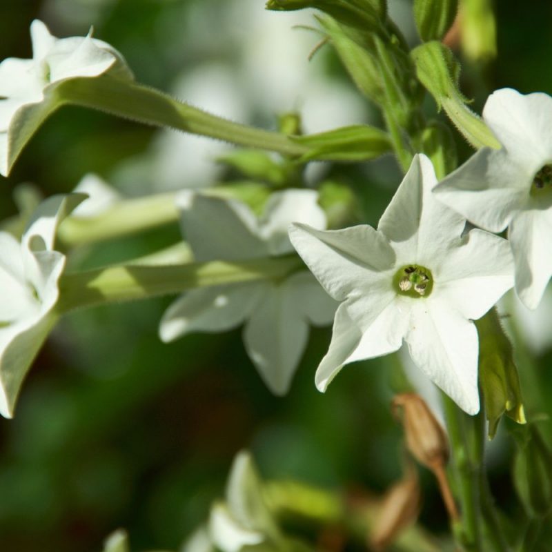 jasmine-tobacco-flowers