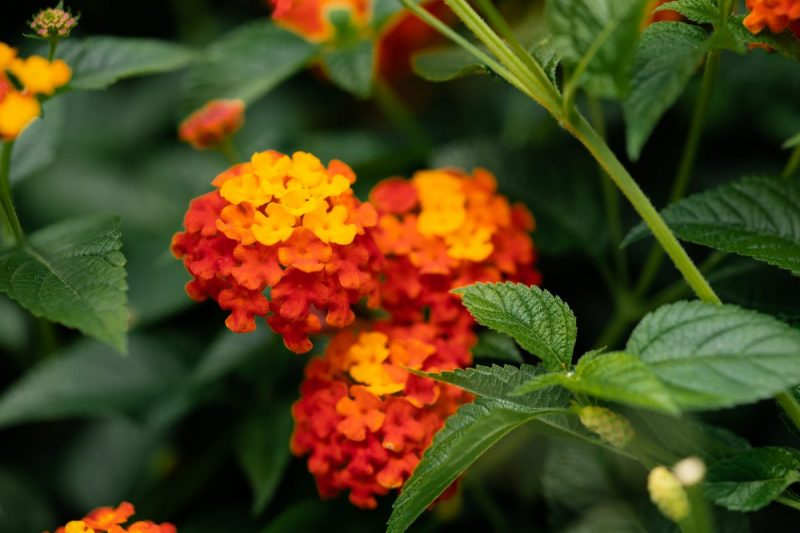 lantana-orange-flowers