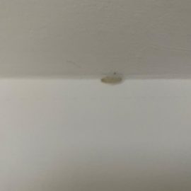 Larvae on the kitchen ceiling ARM EN Community