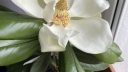 Magnolia grandiflora – seeds propagation ARM EN Community