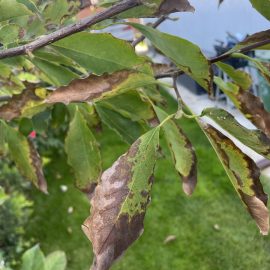 Magnolia – wound on bark ARM EN Community
