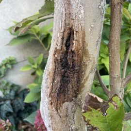 Magnolia – wound on bark ARM EN Community