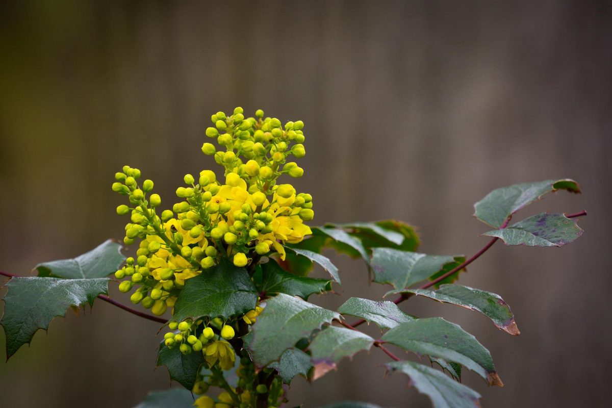 Mahonia, planting guide and care work